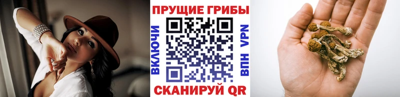 Псилоцибиновые грибы Psilocybine cubensis  Купить где  Бабаево 